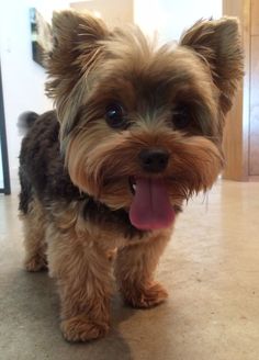 a small brown dog standing on top of a tile floor