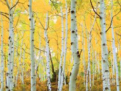 a grove of white birch trees with yellow leaves in the fall stock photo getty images black bedroom furniture sets home design ideas