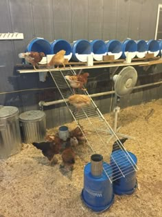 several chickens in a cage on top of a metal shelf and some blue buckets