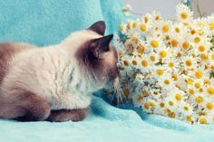 a siamese cat laying on a blue blanket next to white and yellow daisies