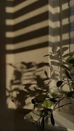 a plant casts a shadow on the wall in front of a window with shutters