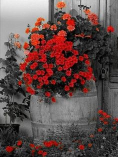 red flowers are growing in a bucket next to an open door