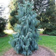 a large blue tree in the middle of a park