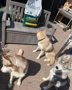 three husky dogs sitting on a brick patio