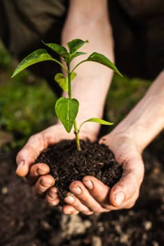 two hands holding a small plant in dirt