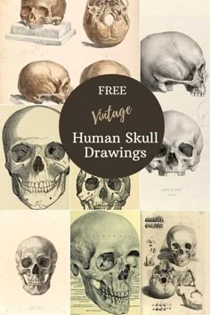 an image of human skull drawings with the text free vintage human skull drawings on it