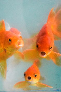 three goldfish swimming in an aquarium with blue water and one is looking at the camera