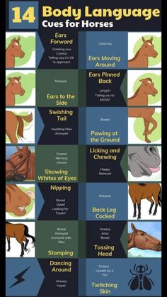 Horse Essentials, Horses Funny, Equine Veterinary, Horse Farm Ideas, Horse Behavior, Horseback Riding Tips, Funny Horse Pictures, Equine Care