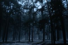 a dark forest filled with lots of tall trees