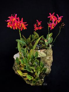 some red flowers are growing out of the rocks and on top of it is another plant