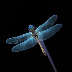 a blue dragonfly sitting on top of a wooden stick in the dark night sky