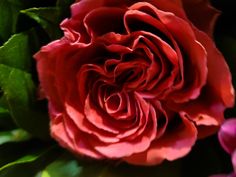 a red rose with green leaves and purple flowers