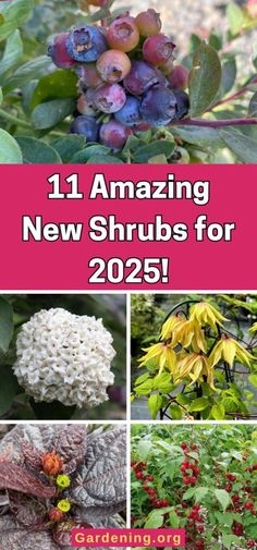 pictures of plants and flowers with text overlay that reads 11 amazing new shrubs for 205