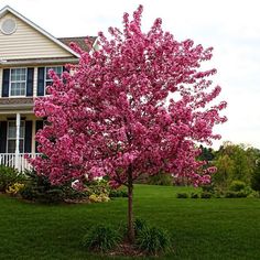 a pink tree in front of a large house