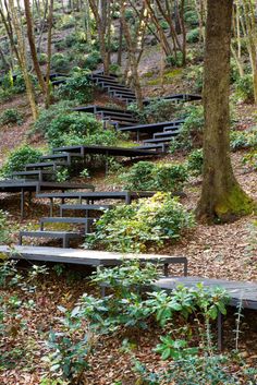 a bunch of benches that are in the woods