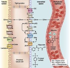 the structure of an organ is shown in this diagram, and shows how it works