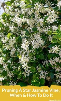 white flowers with green leaves and the words pruning a star jasmine vine when & how to do it