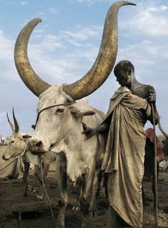 a man standing next to two steers with long horns