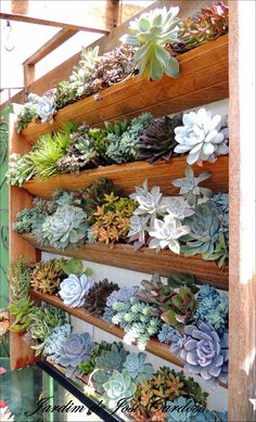 an assortment of succulents are arranged on wooden shelves