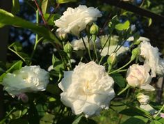 white flowers are blooming in the garden