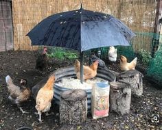 chickens and roosters are gathered around an umbrella in the dirt near a chicken pen