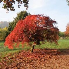 a tree with red leaves in the middle of a field