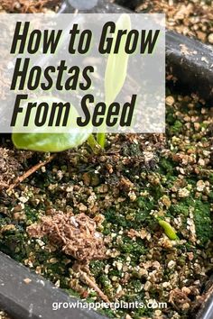 how to grow hostas from seed in a container with text overlay that reads, how to grow hostas from seed