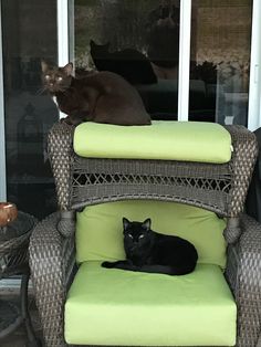 a black cat sitting on top of a green chair