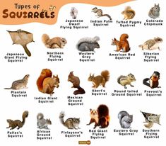 the types of squirrels and squirrels are shown in this poster, with their names