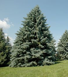 three evergreen trees in the middle of a grassy field