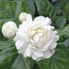 a white flower with green leaves in the background