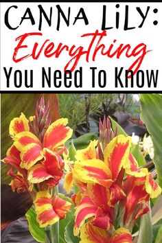 flowers with the words canna lily everything you need to know