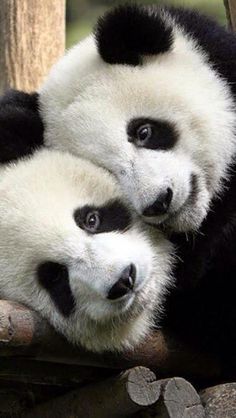 two baby pandas are sitting together on the ipad mini case, which is designed to look like they're hugging each other