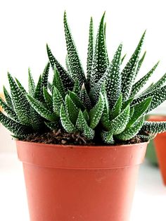 a potted plant sitting on top of a white table next to two orange pots