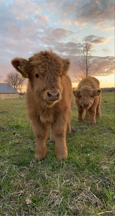 two small brown cows standing on top of a grass covered field