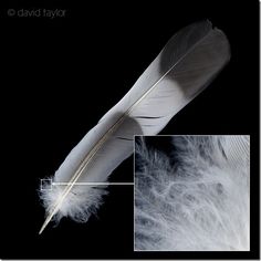 an image of a white feather on a black background