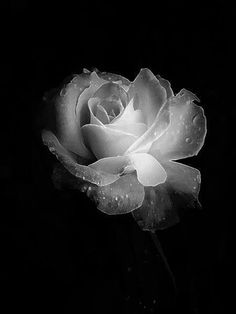 a pink rose with water droplets on it's petals in black and white photograph