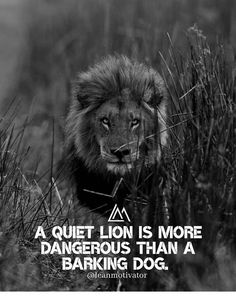 a lion walking through tall grass with a quote on it's side saying, a quiet lion is more dangerous than a barking dog