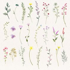 watercolor wildflowers and other flowers are shown in this image, with the same color