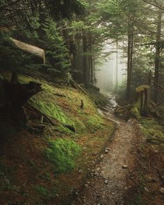 a trail in the woods with trees and grass on both sides, surrounded by fog