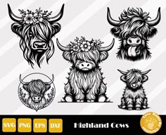 the scottish long haired cows have flowers in their hair