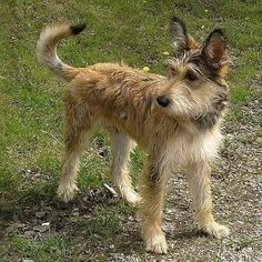 a small brown dog standing on top of a grass covered field