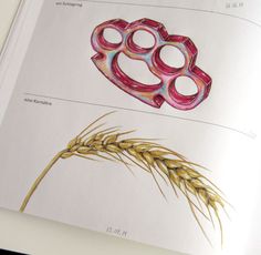 an open book with pictures of different objects in it's pages, including a plant