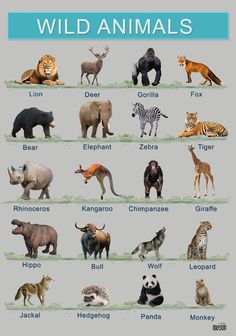 an animal chart with all the different types of animals and their names in english or spanish