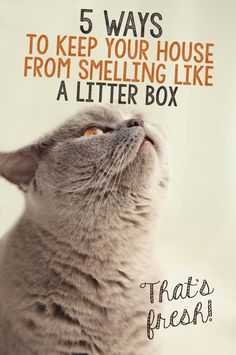 a gray cat looking up with the words 5 ways to keep your house from smelling like a litter box