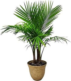 a large palm tree in a pot on a white background