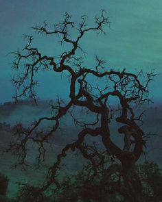 a bare tree with no leaves in the dark night sky, against a blue and green background