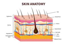 skin anatomy with all the parts labeled