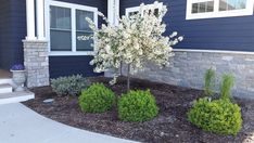 a house with blue siding and white flowers in the front yard, next to some bushes