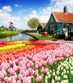 colorful tulips and other flowers are in front of a canal with windmills